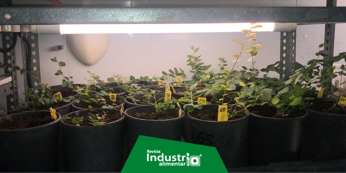 Imagen del artículo Identifican factores que aumentan la supervivencia de las plantas de arándano